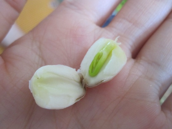 bitter green stem inside each lotus seed